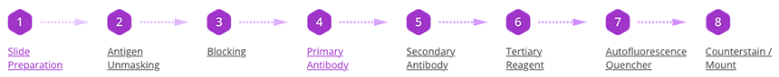 Vector Laboratories - IF Workflow chart